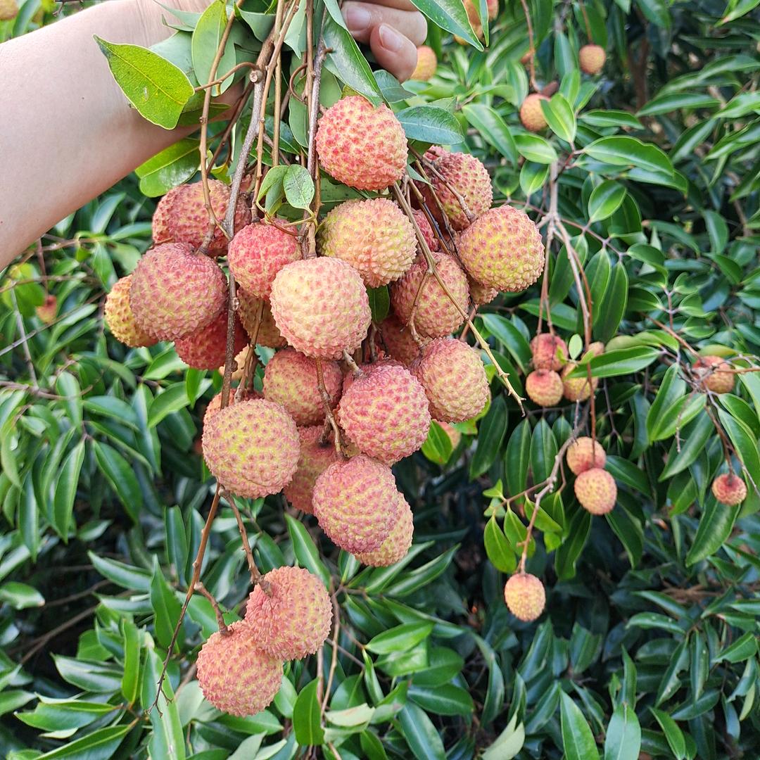 南宁农村稻谷土鸡土鸭🍒