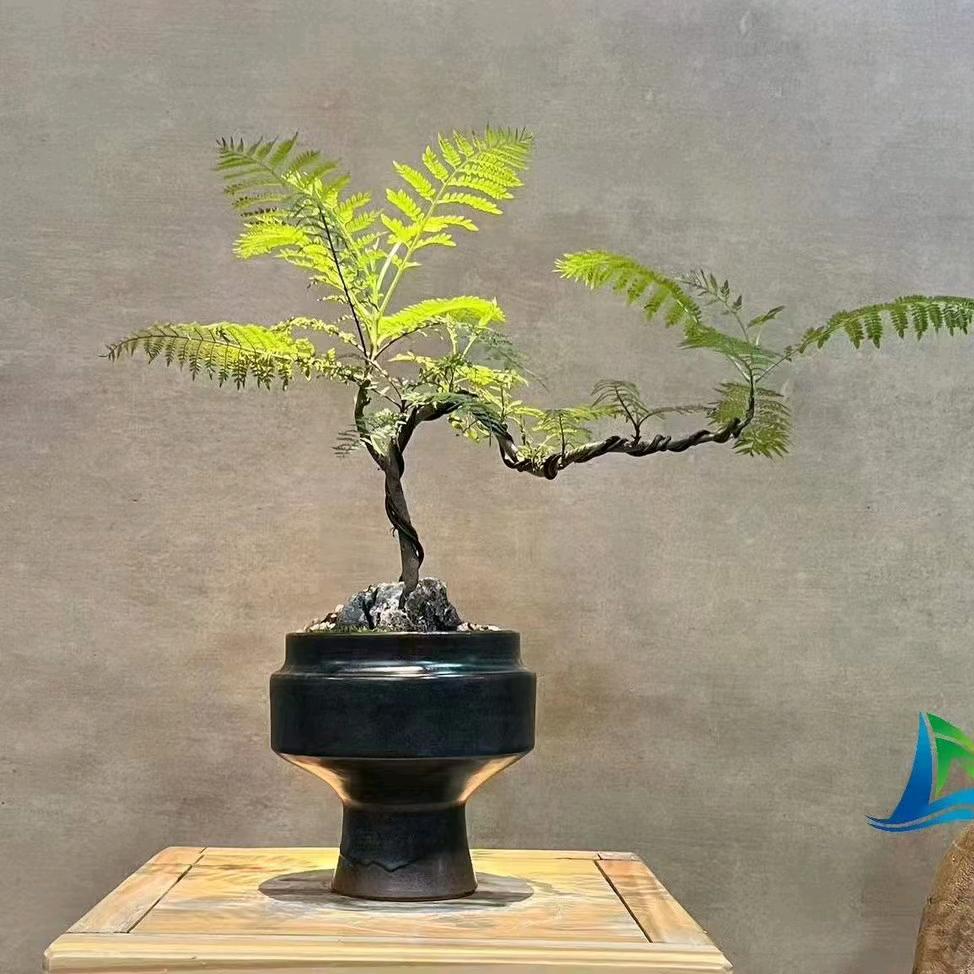 许昌双龙湖小静花卉