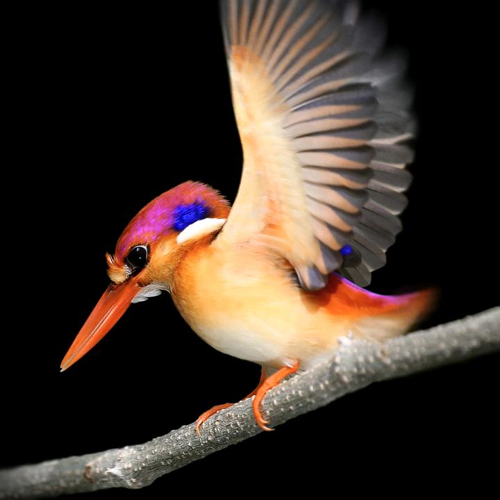 怡馨  美食橱窗