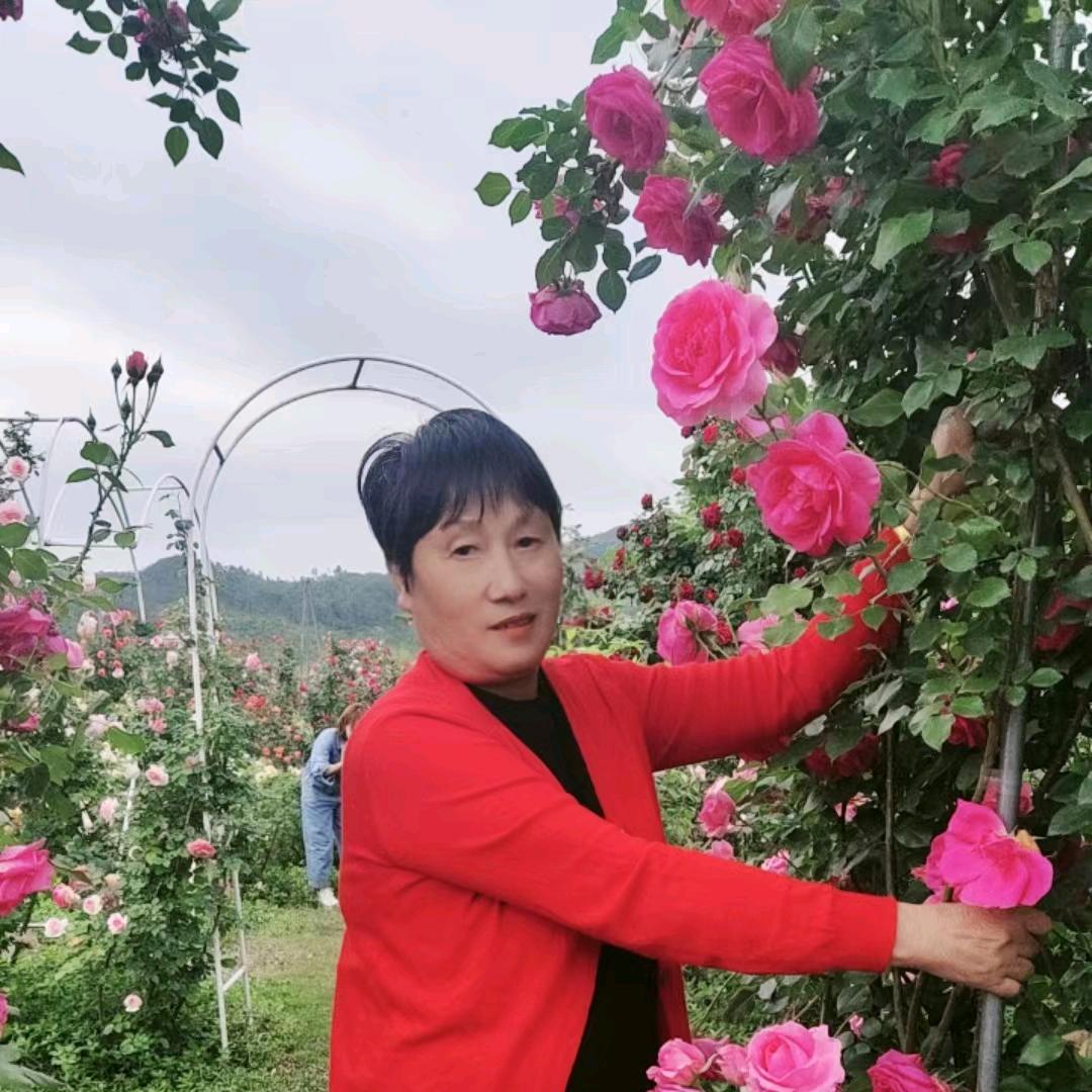 金兰花