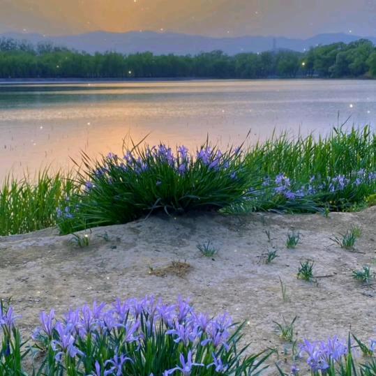 紫气东来🌹🌹🌹