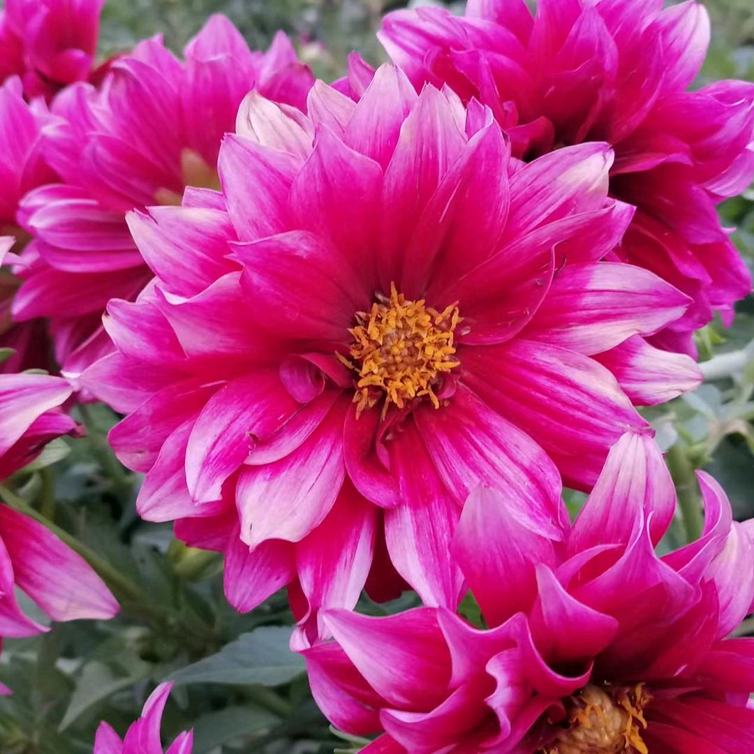 我是快乐的单身寻找真爱