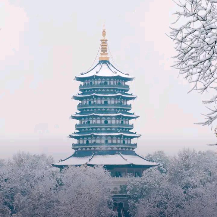 海鸥