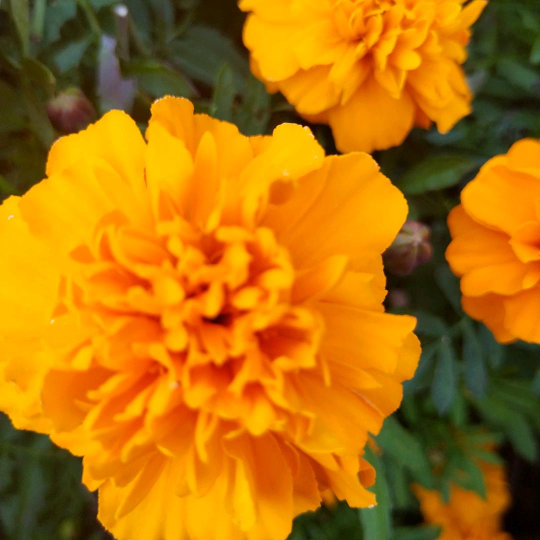 吉祥如意😜😜