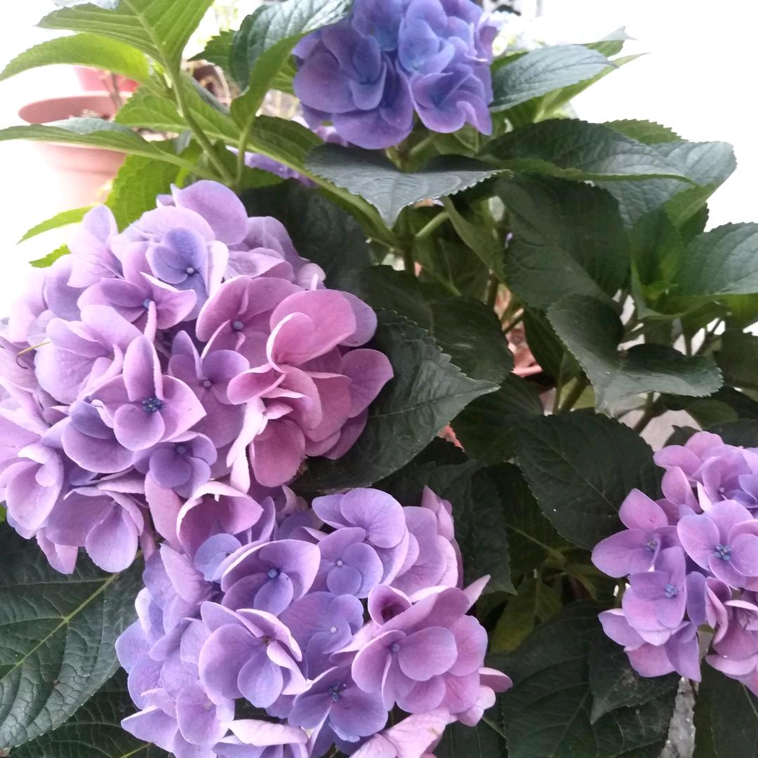 忘忧草