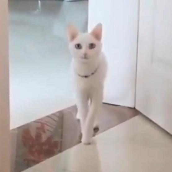 传奇舞台头像