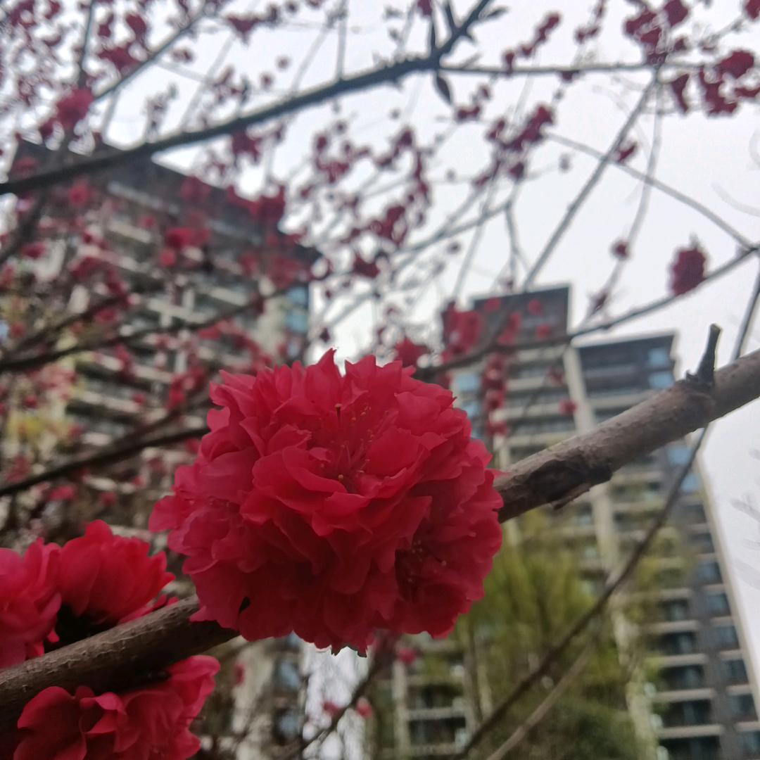 夙㞩