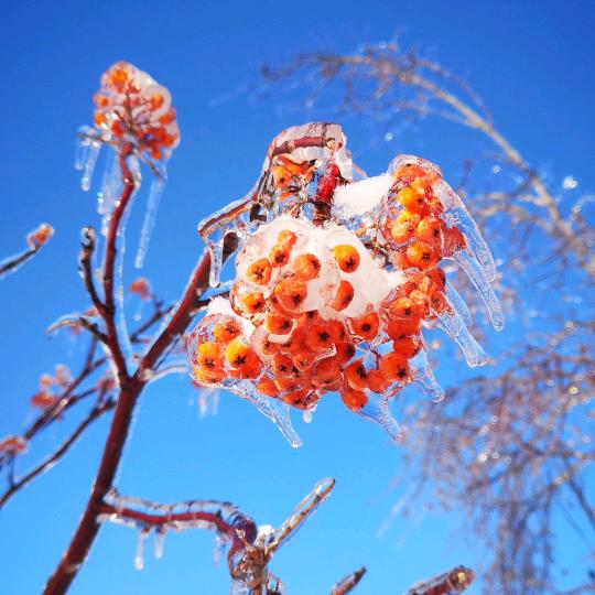 慕雪流年