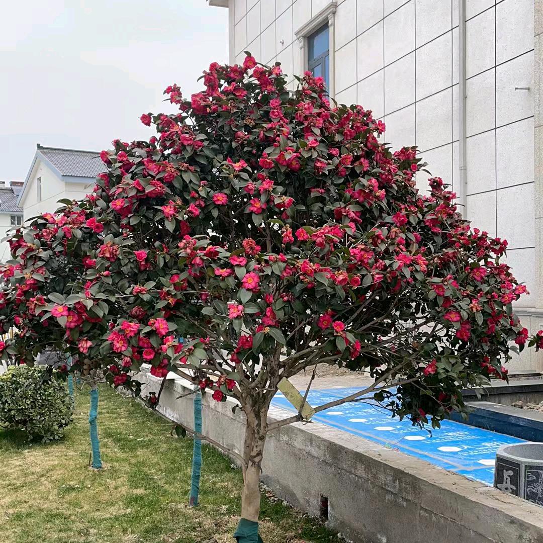 常熟市梅李镇田头人家花卉盆景园艺场