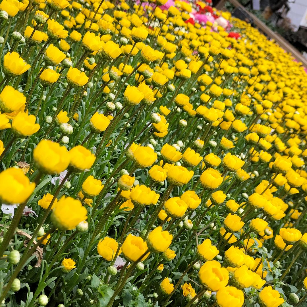 🌿余🌷生🌺安🍭好