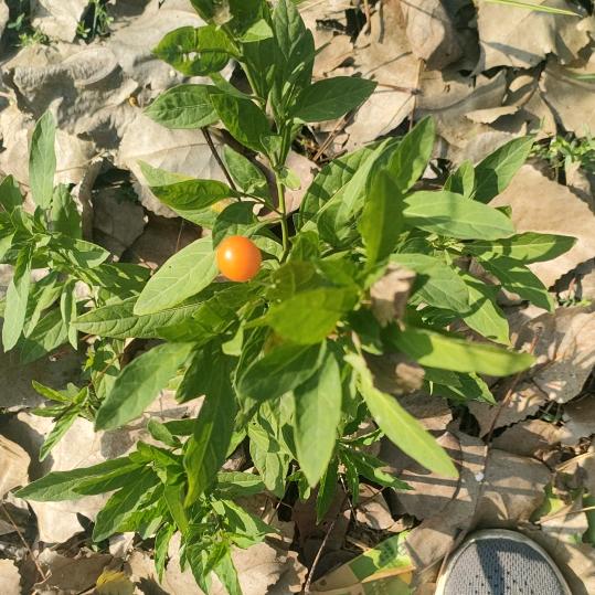 牛火火古井盐水鹅