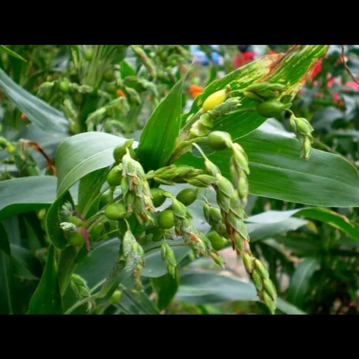 前程似锦——程前