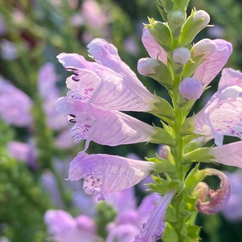 小辣椒与小鱼儿黄垡南一村店