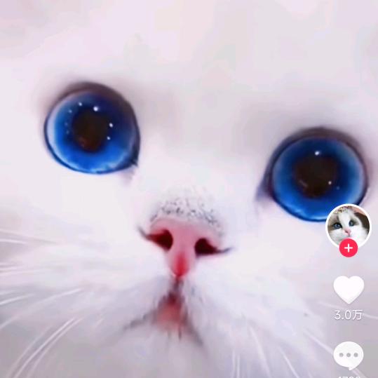 小圆子