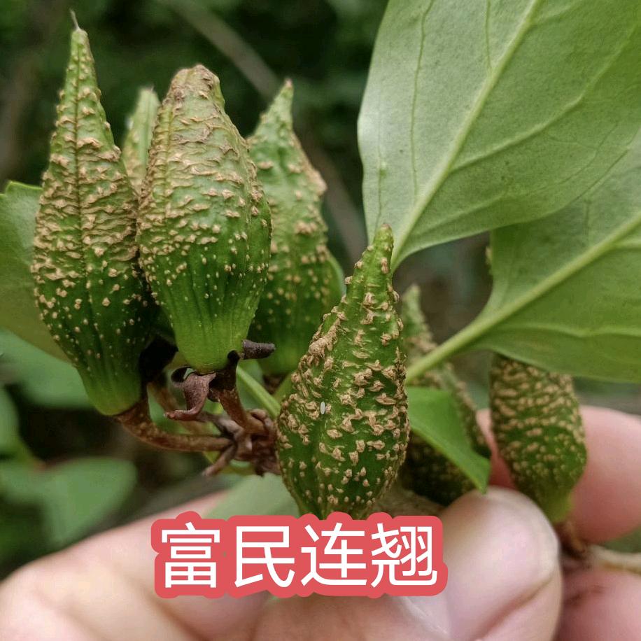 富民农业，高产大果连翘种植技术交