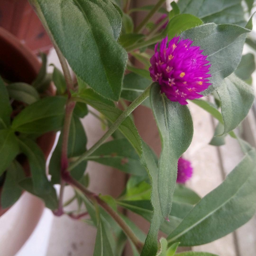 生活奔波向日葵