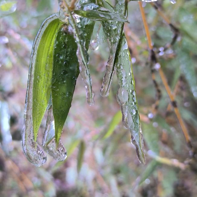 冰封的竹叶