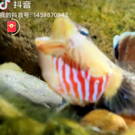 孤独的鱼，爱小鱼