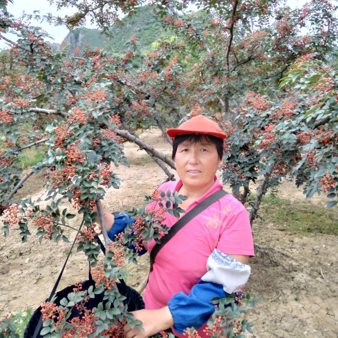 花椒姐【16.10】