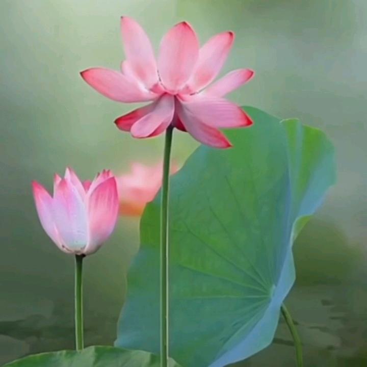 平安健康幸福一生