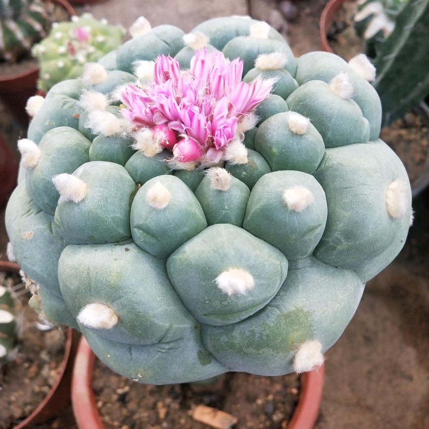 鲁南仙植园🌵 狂刺球球