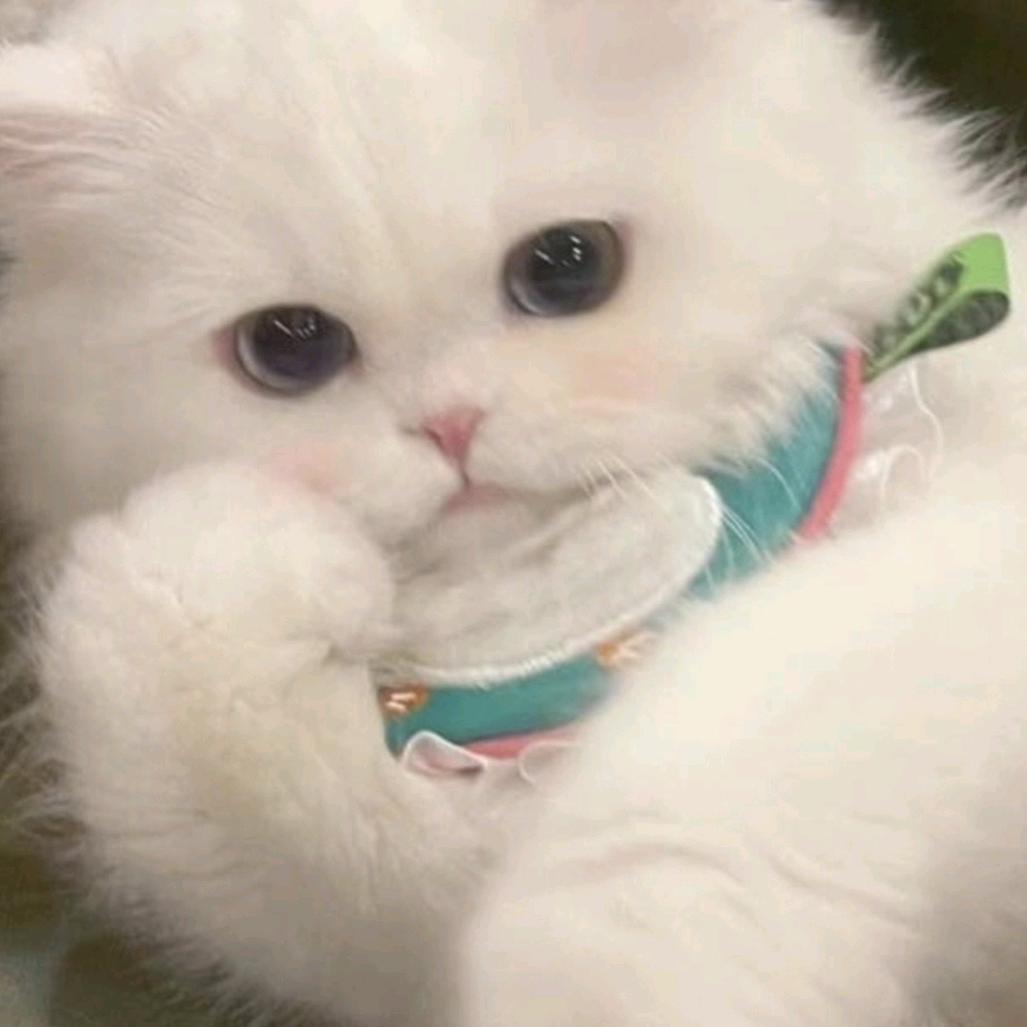.茜