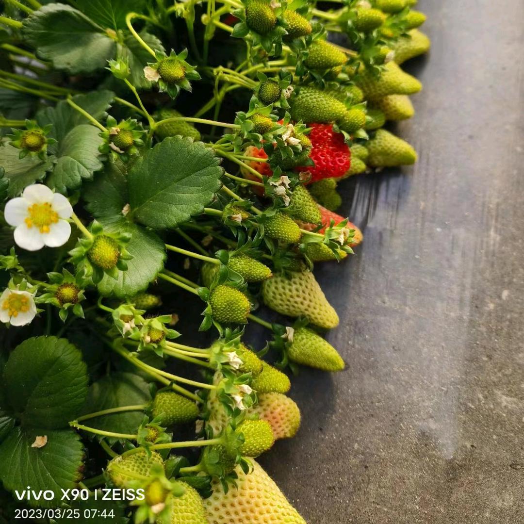 小露种植山庄