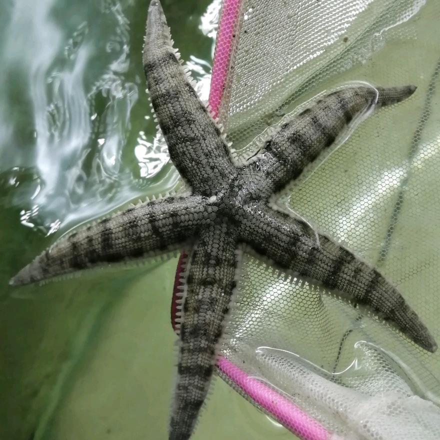 跃刚微缸海族萌宠小铺