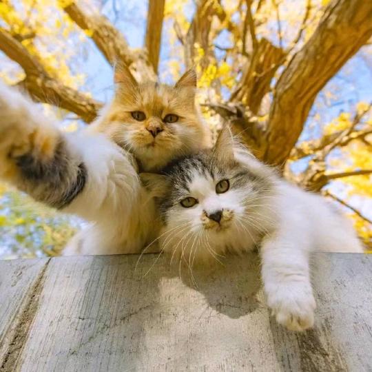 叮当羊毛毡（收徒）