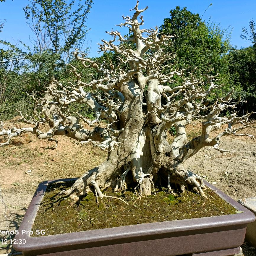 清风盆景园1