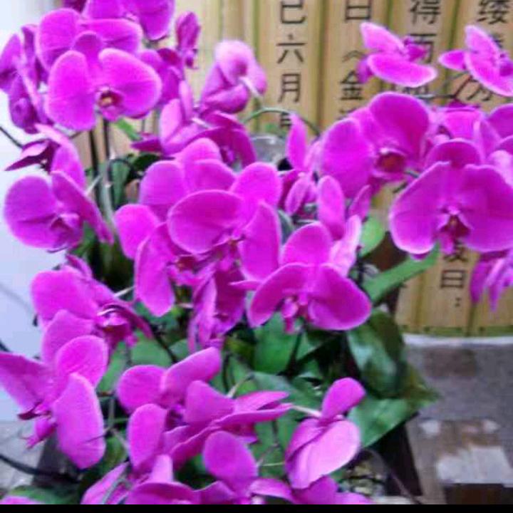啊霞，拒绝私聊，🌹🌹❤❤🌺🌺