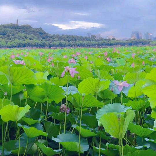 夏日清风，冬日暖阳