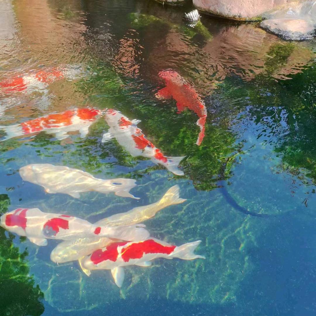 ଲ᭄如胡🌴添翼ོᝰ ᭄²⁰²³