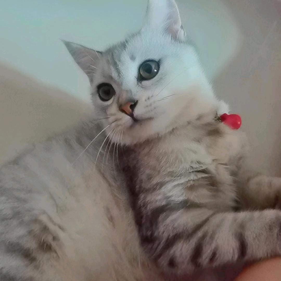 蚂蚁长征记