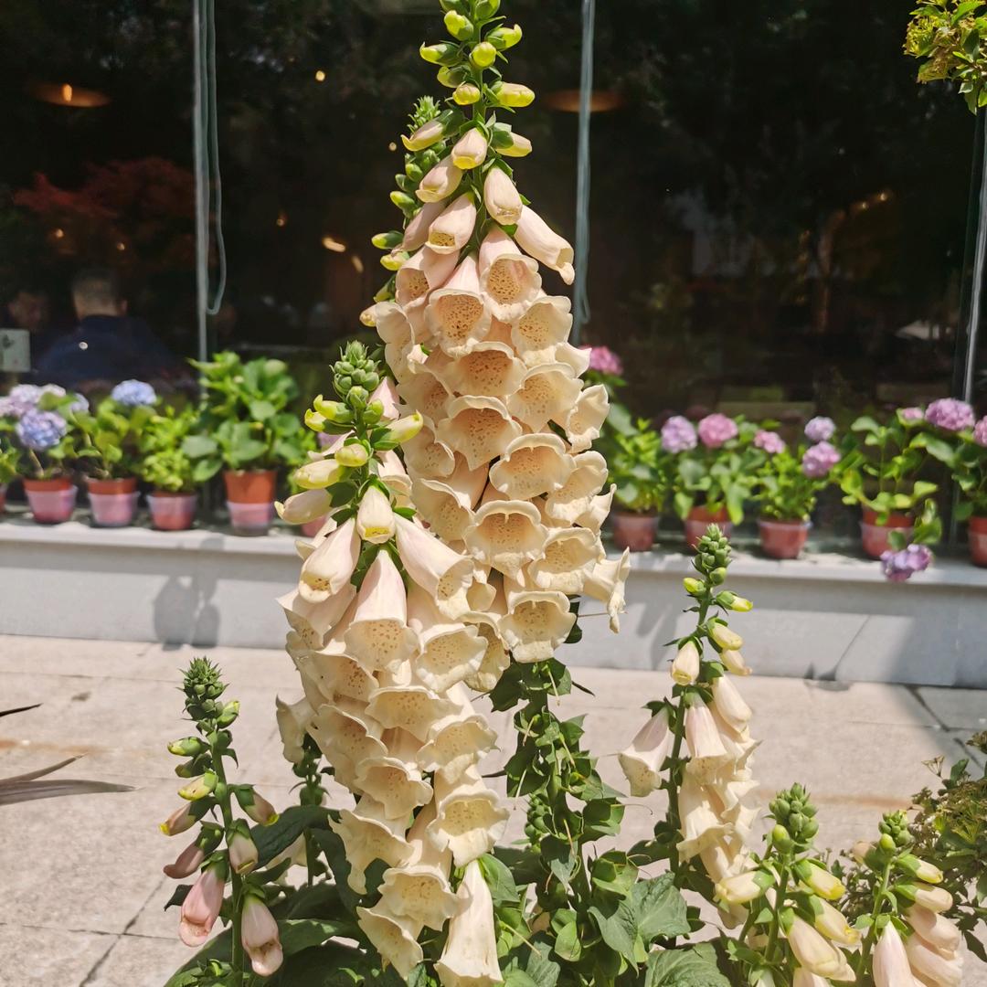 格力中央空调(中原康城店)