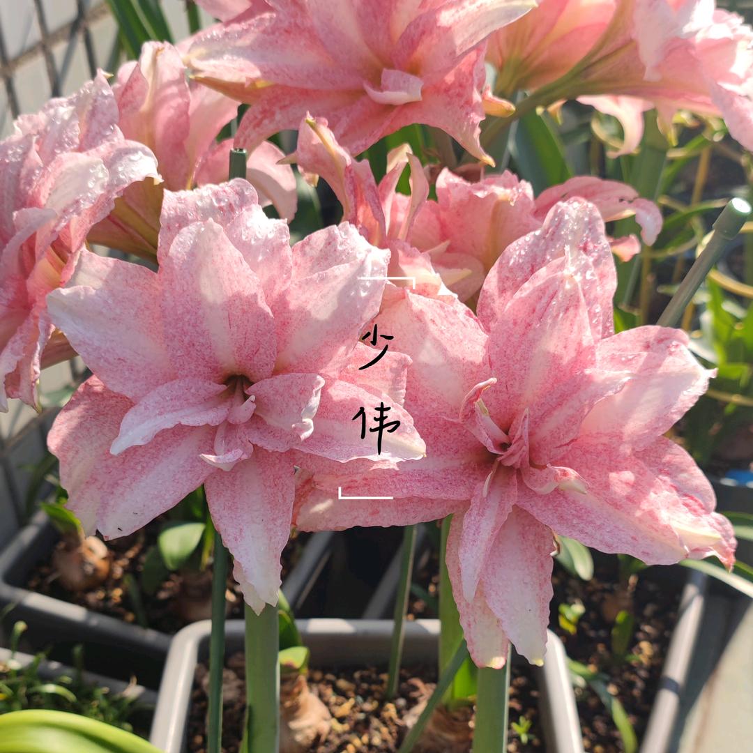 少伟花苑