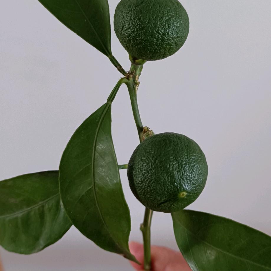 岁月静好