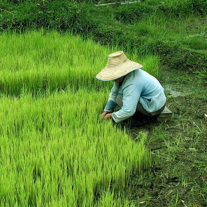 农业植保杭杭（谢绝连赞谢谢）