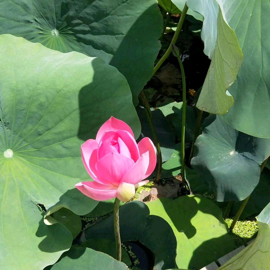 💐康仁青