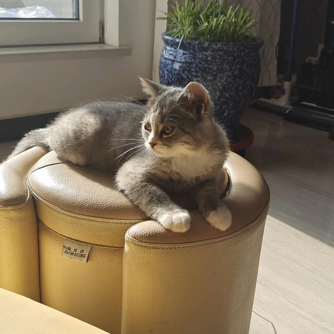 莲儿