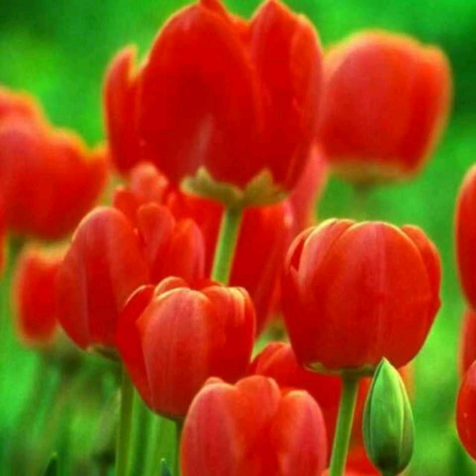 🌸儿为什么那样红………？