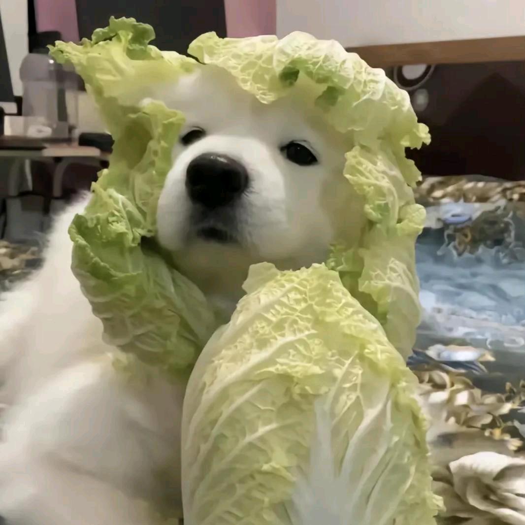 白菜狗