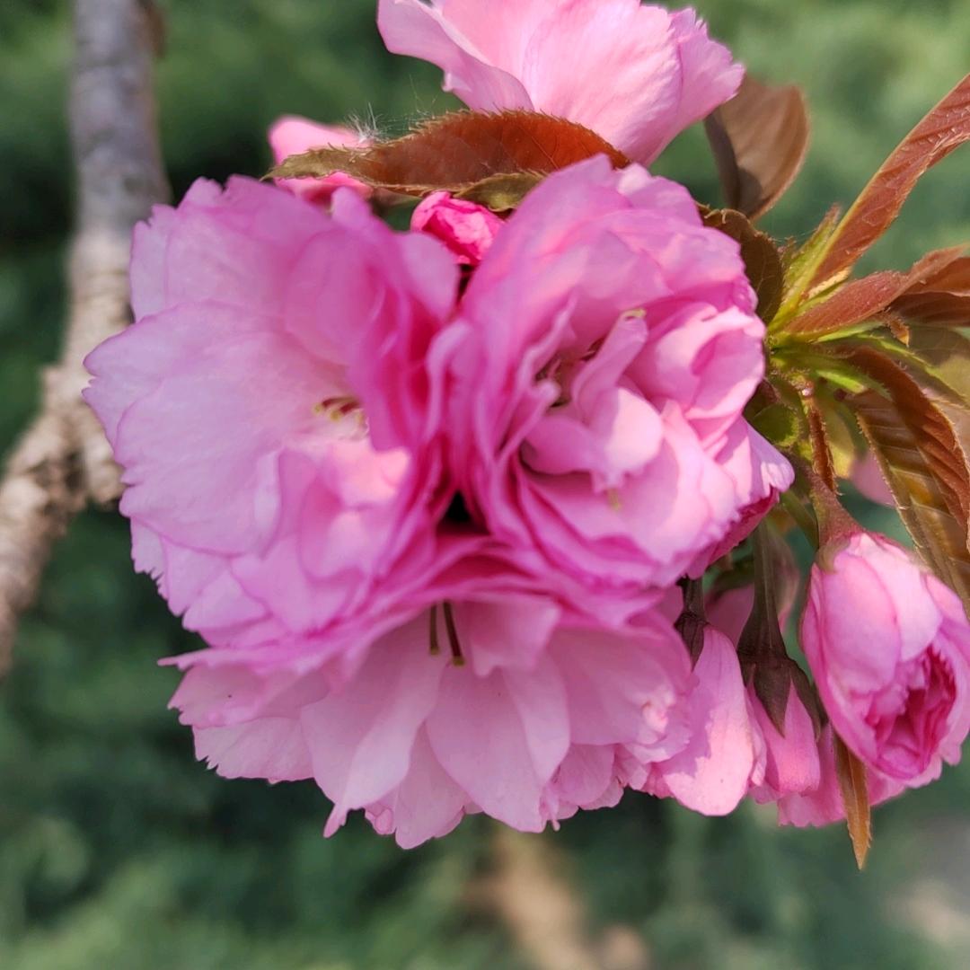 勇🍀🌸🍀