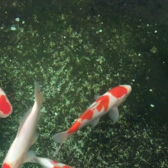 行天游