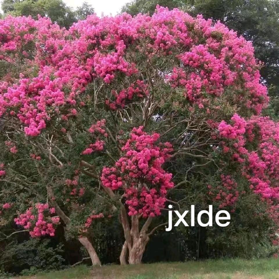 园林绿化 设计 种植