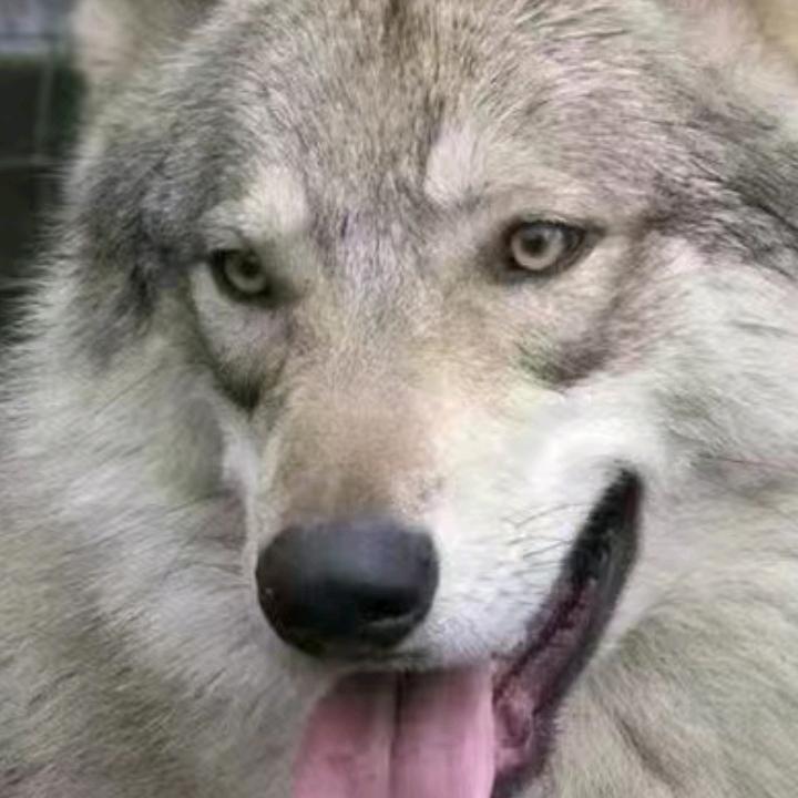 独狼🐺