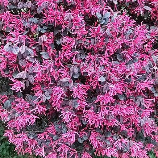 （橱窗有好物）黑暗霸主