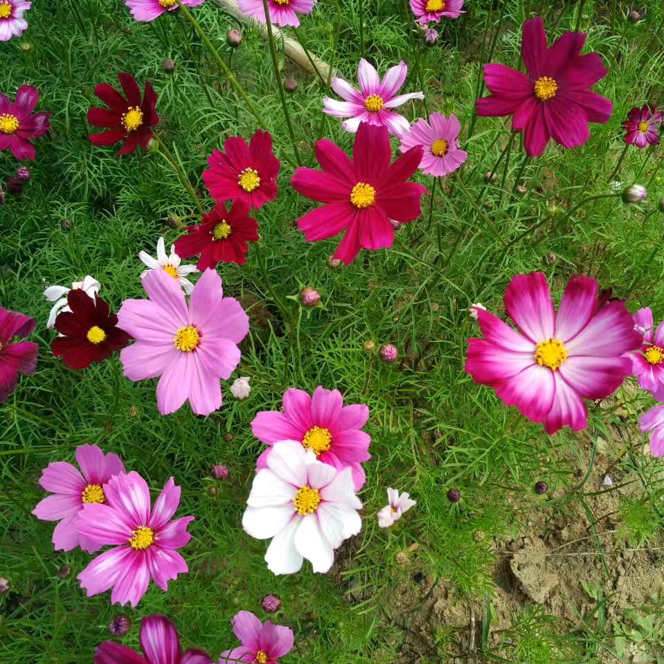 岁月静好🌸🍎
