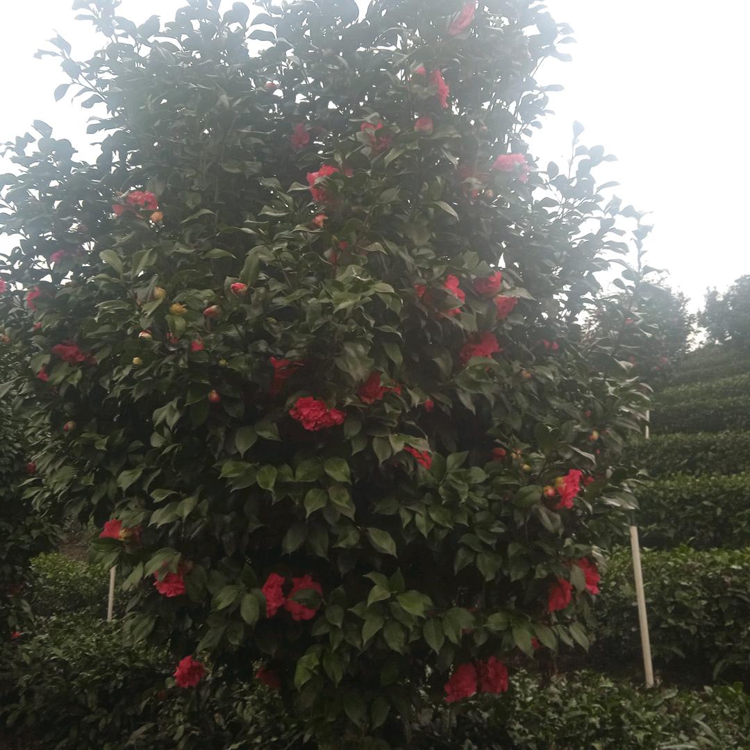 🐵⁰¹.₂₉李清镇℘࿐