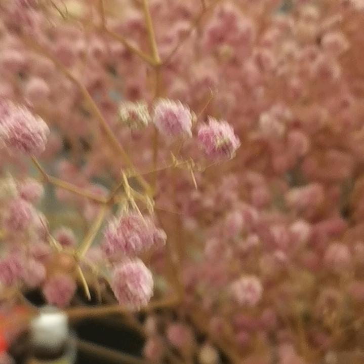 心想事成.青青